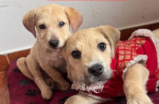 “La Navidad aún no llega para todos”: fundación busca regalos para sus animales rescatados