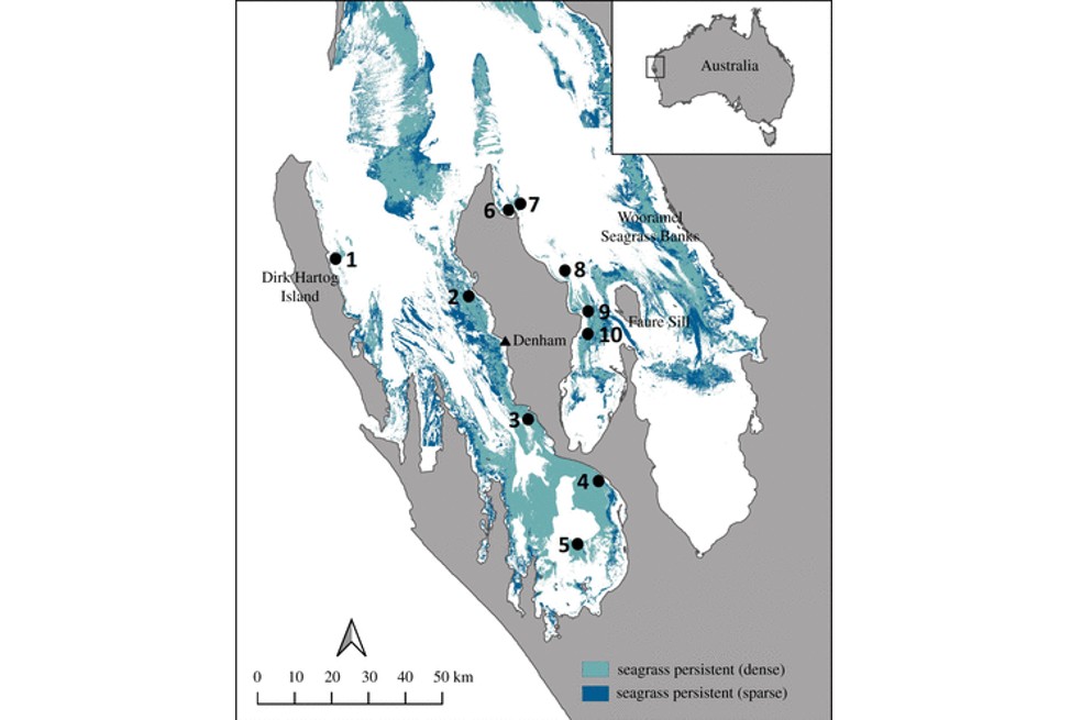 Mapa de Shark Bay, Gathaagudu, Australia Occidental. Distribución de la cubierta de pastos marinos persistentes.