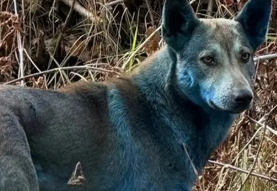 Los misteriosos perros azules continúan deambulando por la zona de exclusión.