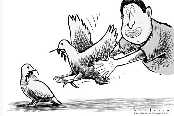 Gallito de pelea