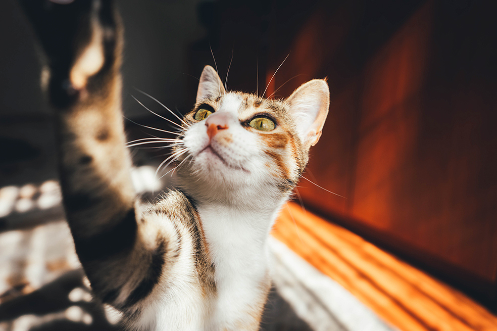 Día Internacional del Gato 2022: fechas y razones para celebrar con los michis