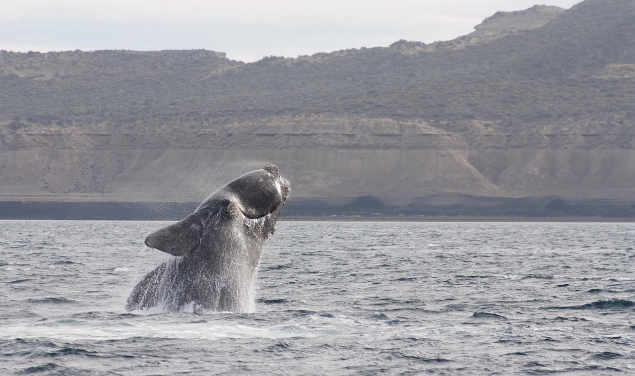 Las ballenas australes también sufren los efectos del cambio climático