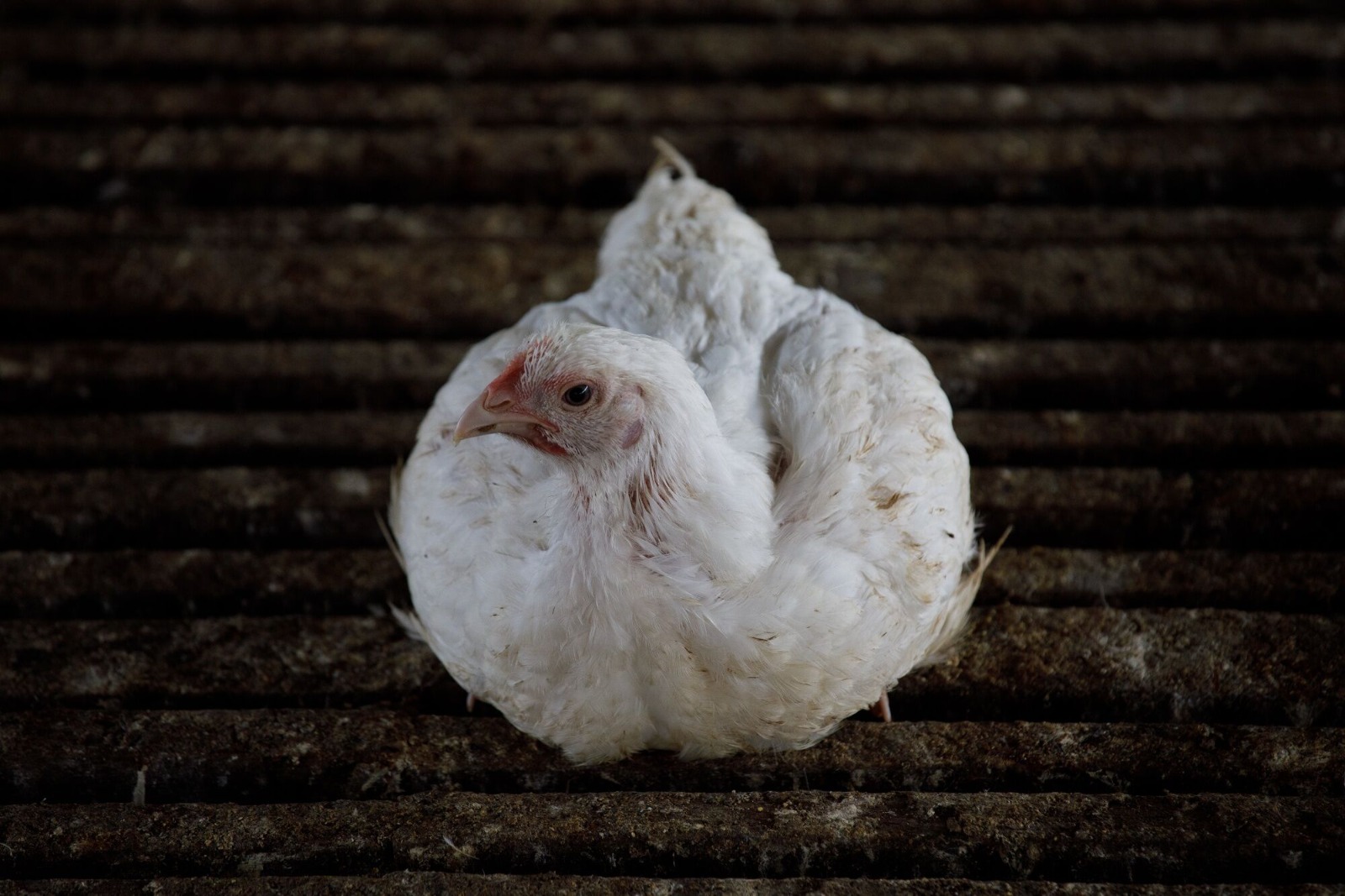 Producción de pollo y huevo alcanzó récord en 2025: ¿cómo se proyecta el sector en 2026?