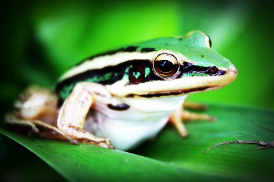 Primer Congreso Colombiano sobre reptiles y anfibios en Medellín