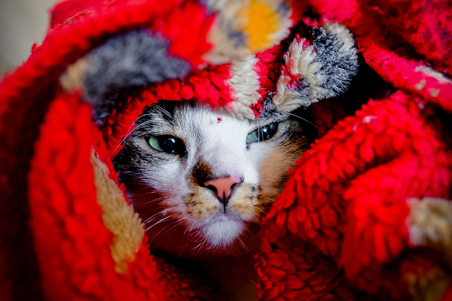 ¿Tu gato tiene fiebre? Estos son los síntomas a los que debes prestar atención