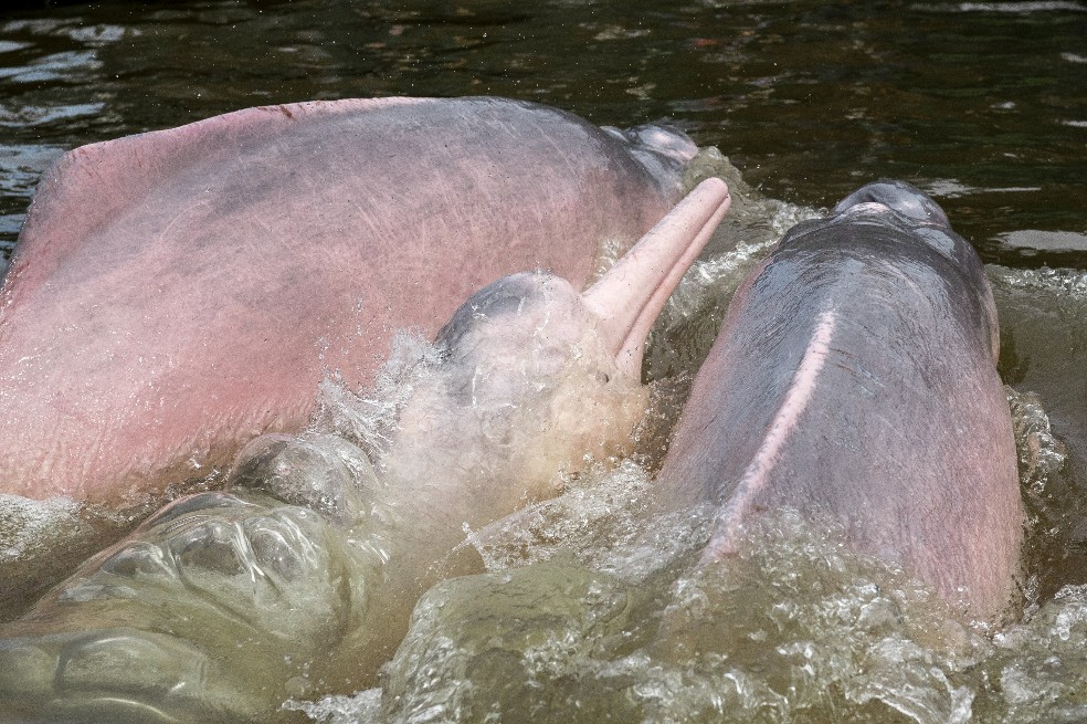 Con un peso de hasta 200 kilos y 2,50 metros de longitud, el delfín del Amazonas es el más grande de las cuatro especies de delfines de río conocidas.