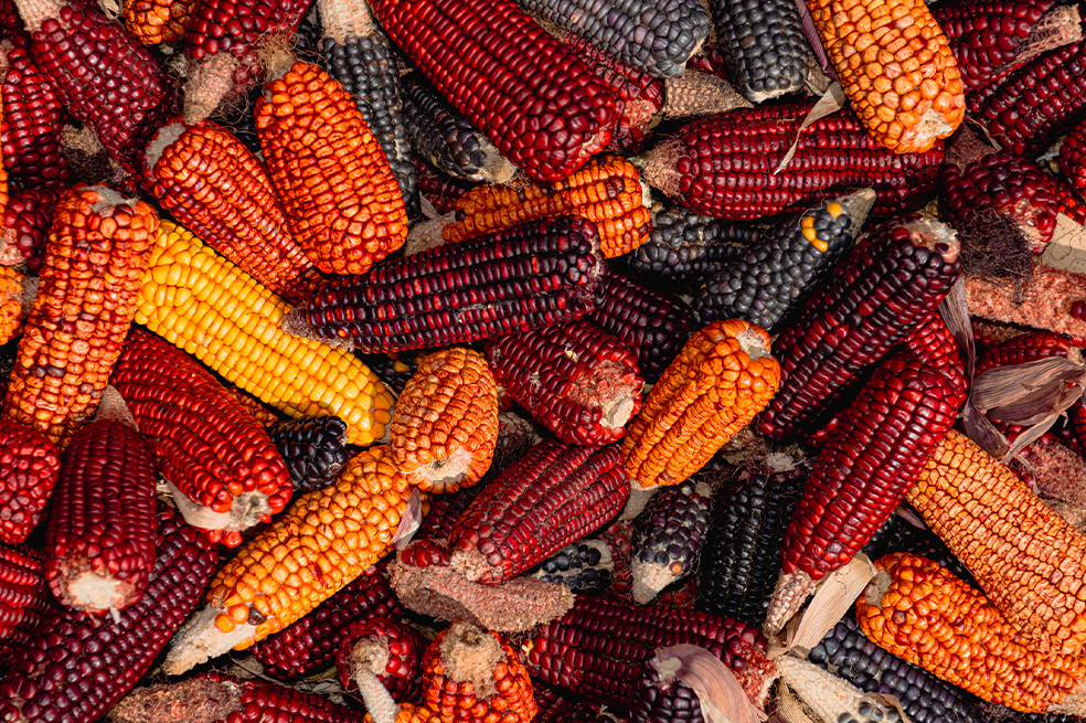 El fotógrafo gastronómico que convierte los alimentos en arte visual