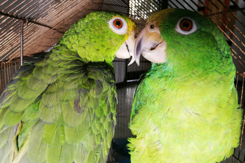 Entre aves y serpientes, 20 especies fueron rescatadas del tráfico silvestre en Bogotá