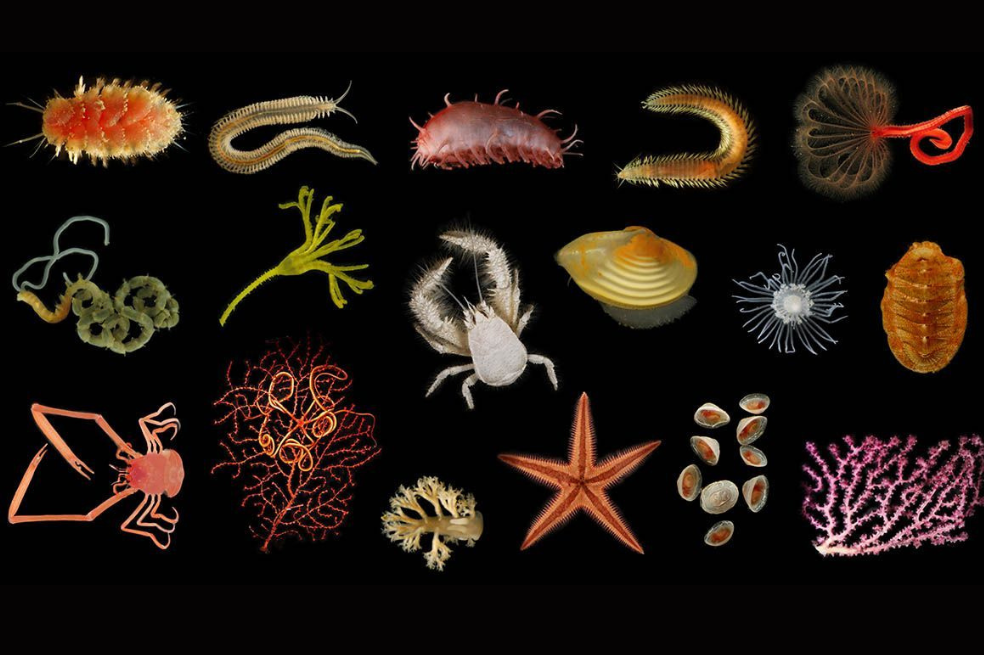 Identifican casi 500 especies que viven en las profundidades del mar en Costa Rica