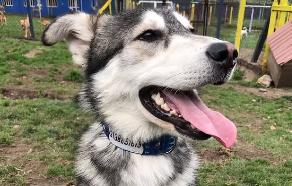Milo fue abandonado por no ser de raza, ahora busca un hogar verdadero
