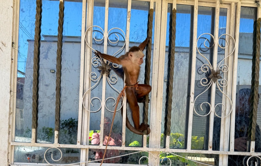 Amarrado a la reja de una ventana: así fue encontrado un mono en Santander