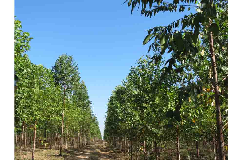 ‘Los árboles son máquinas que capturan carbono’