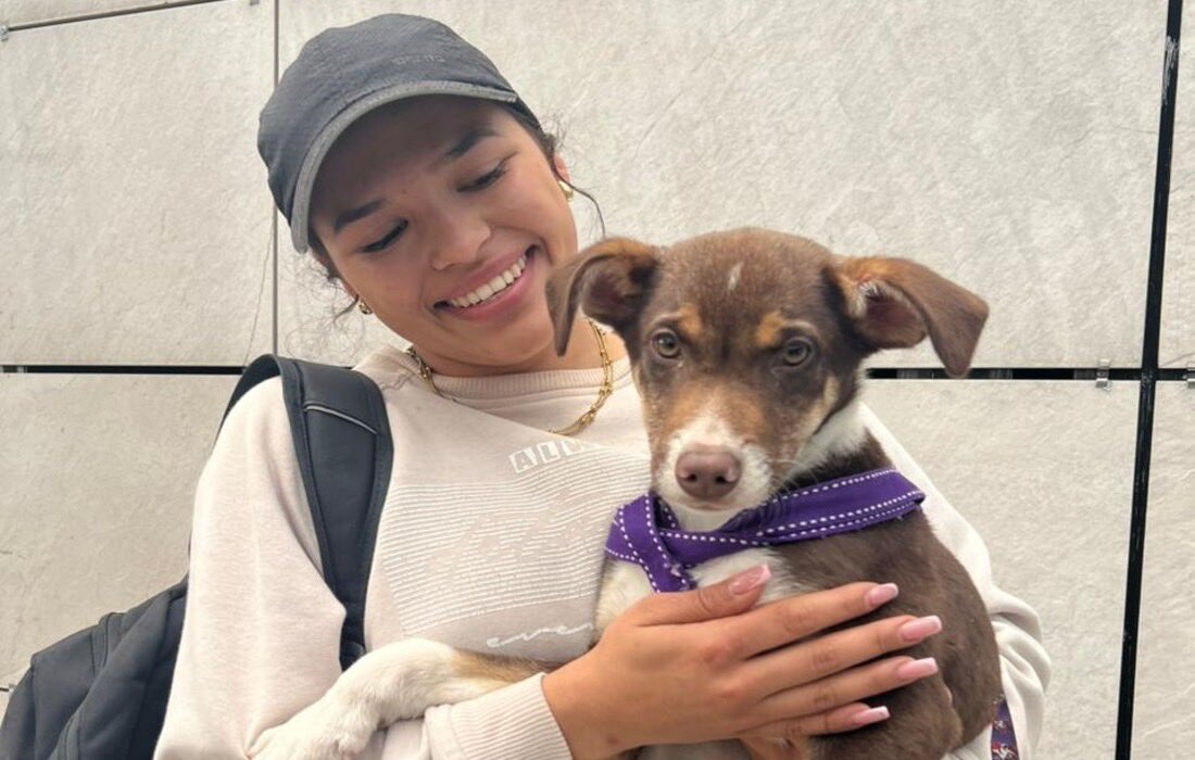 Más de 50 perros y gatos en Bogotá buscan un hogar en las jornadas de adopción navideñas