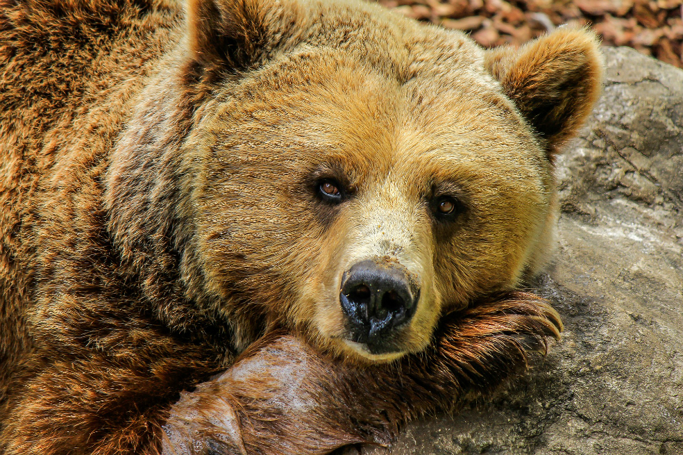Extinciones masivas se están acelerando, advierten científicos