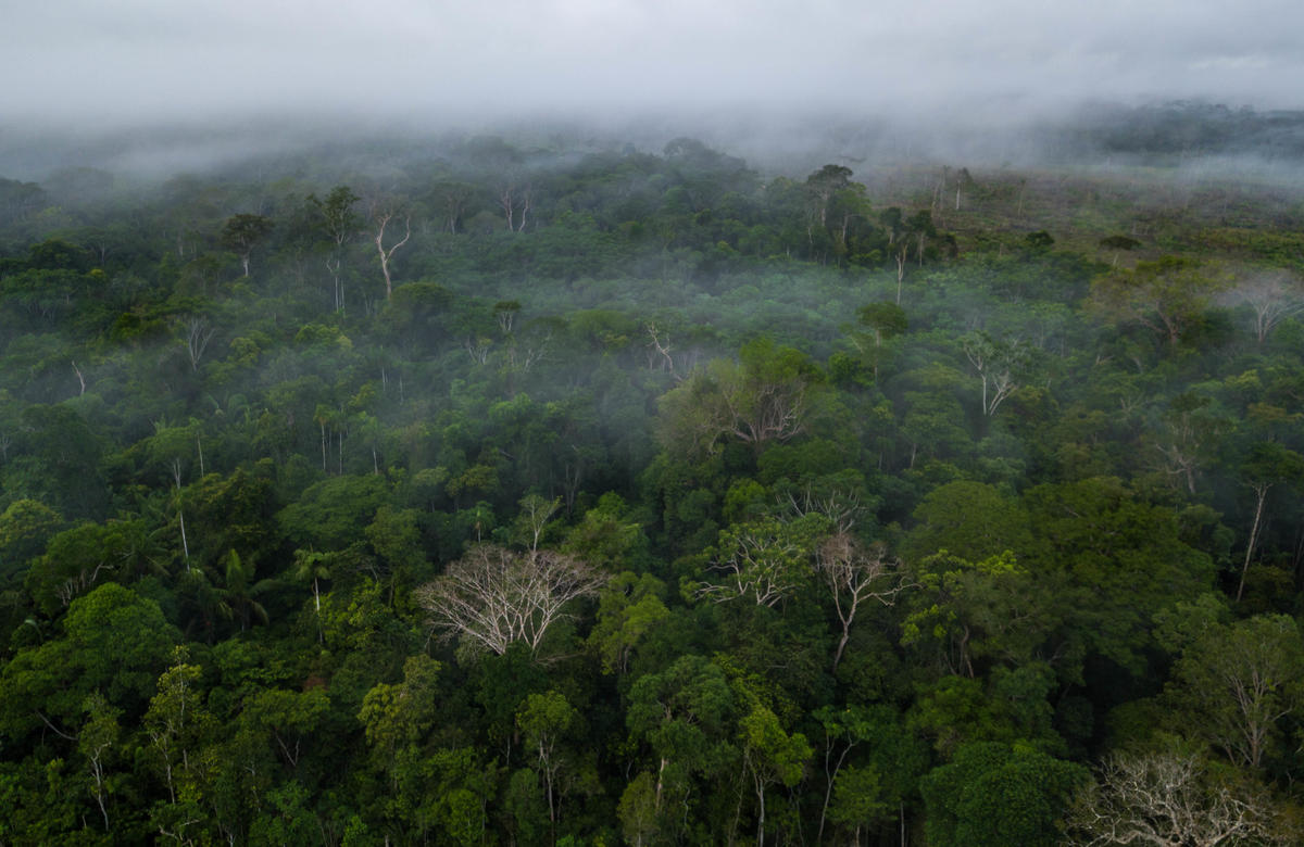“La Liga de la Amazonia”: se buscan manos para detener la deforestación