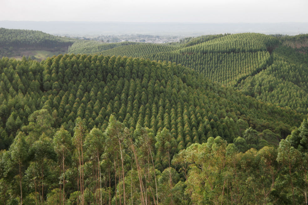¿Cortar bosque podría evitar la deforestación?