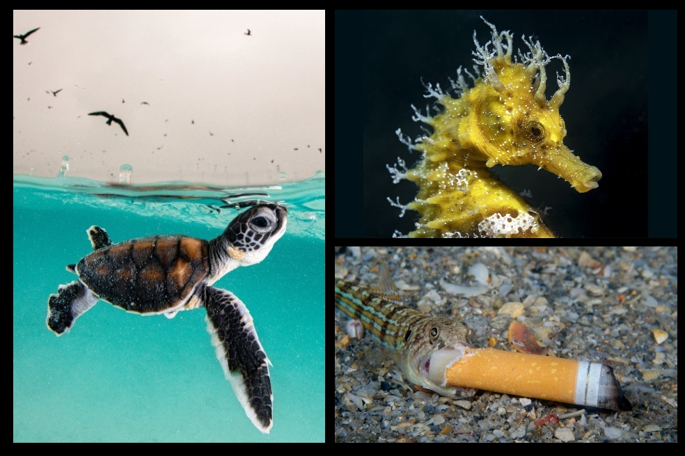 Bajo el mar: las mejores imágenes del concurso de fotografía submarina Ocean Art