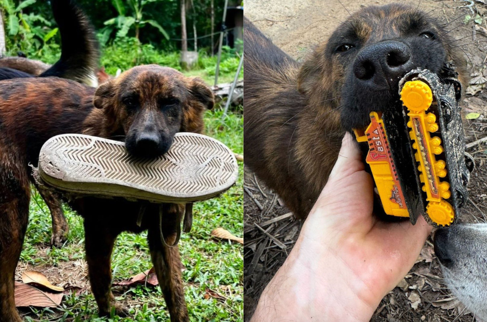 Perrita callejera “da las gracias” por un plato de comida con hermoso gesto
