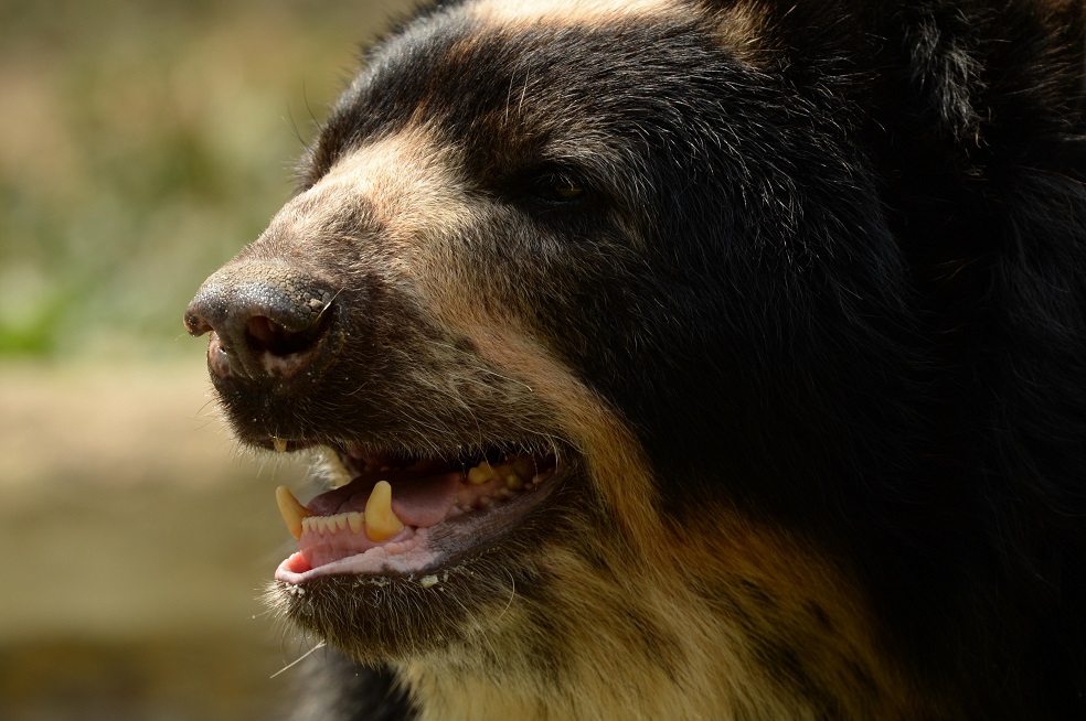 La deforestación y el conflicto con las personas figuran entre las amenazas para el oso de anteojos.Foto: 'El Pato' Salcedo / WCS Colombia.“Mediante esta iniciativa brindamos asesoría técnica, materiales para mejorar su producción, como en el caso del café, y desarrollamos procesos de restauración activa de bosques”, agrega Vela.
