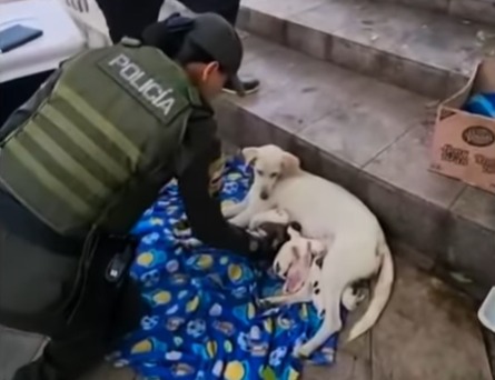 Policía de Bucaramanga asistió el parto de una perrita callejera y salvó a ocho cachorros