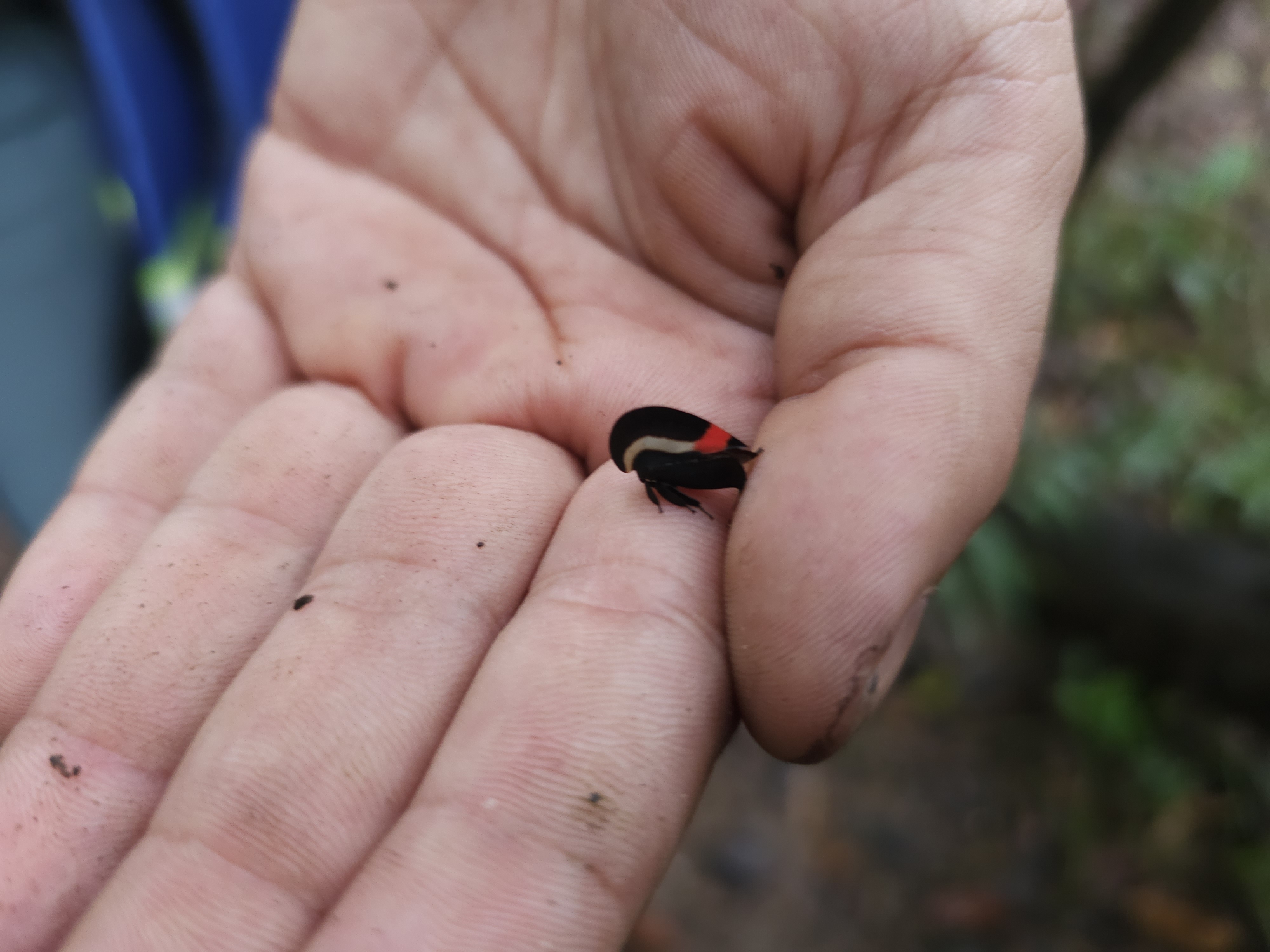 La riqueza de biodiversidad es uno de los mayores atractivos de Mapiripán, en el Meta, pues se encuentra en la zona donde convergen los Llanos Orientales y la Amazonía.