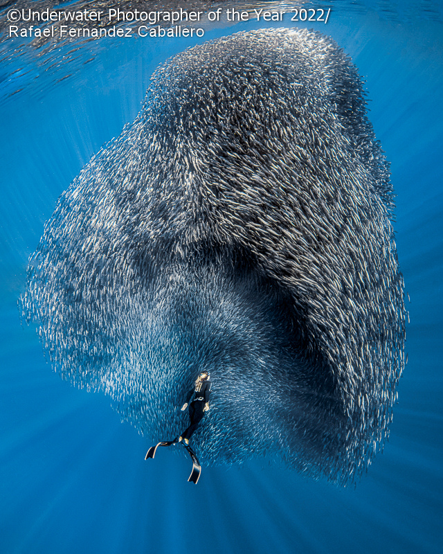 El ganador absoluto repitió con otra de sus fotos resaltadas por los jurados del concurso. En "Formas de la vida" retrató a Gádor Muntaner, experta en tiburones, jugando con estos peces.