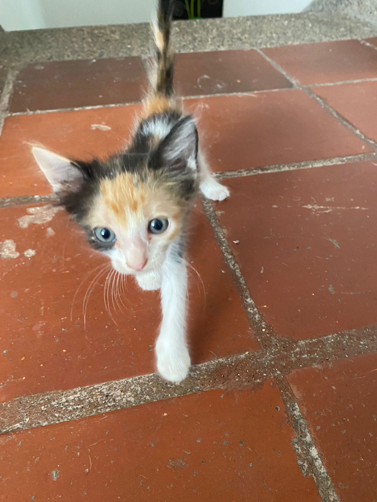 Ellas están en adopción responsable.