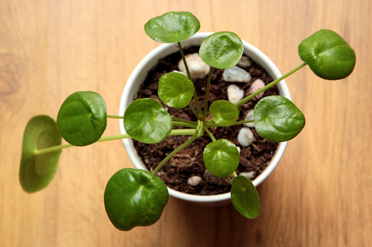 ¿Quiere una planta que no solo decore su hogar, sino que también simbolice abundancia? La Pilea peperomioides reúne todo eso
