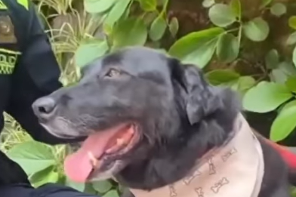 Perrita que era usada para delinquir en el Bronx, ahora hace parte de la Policía