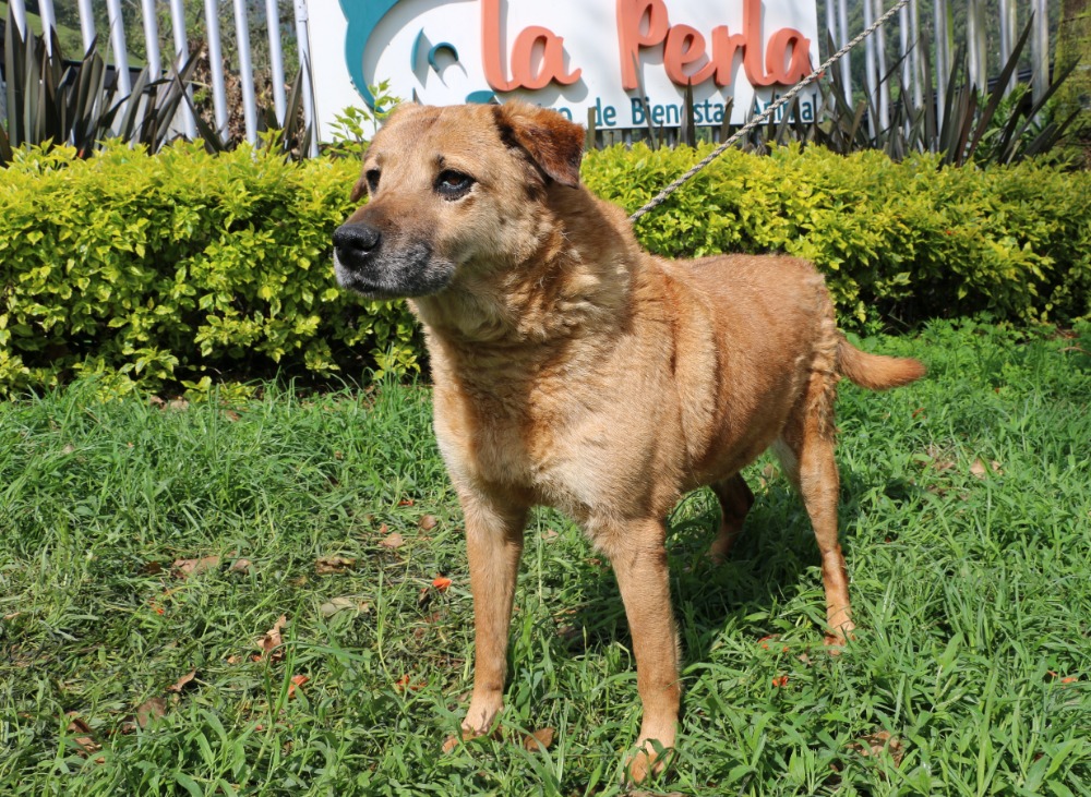 De los animales rescatados, 891 son caninos y 746 son felinos.