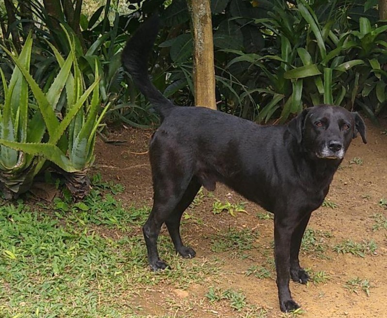 Fiscalía imputó cargos a hombre que atacó con arma blanca a un perro en Antioquia