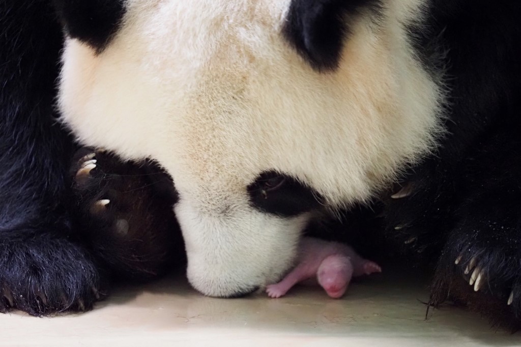 Panda