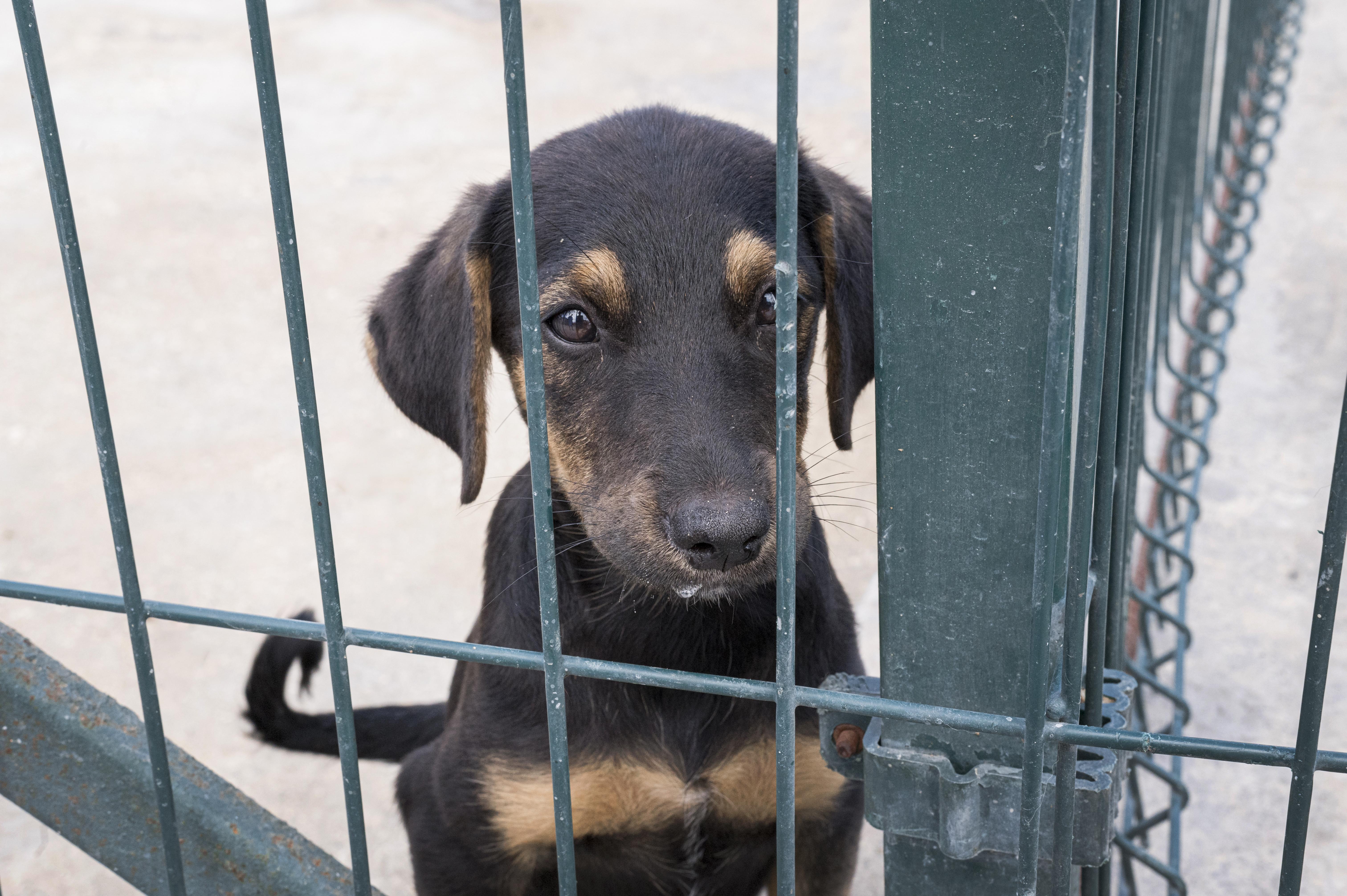 Buena noticia: aprueban nuevas leyes para proteger a los animales en Colombia