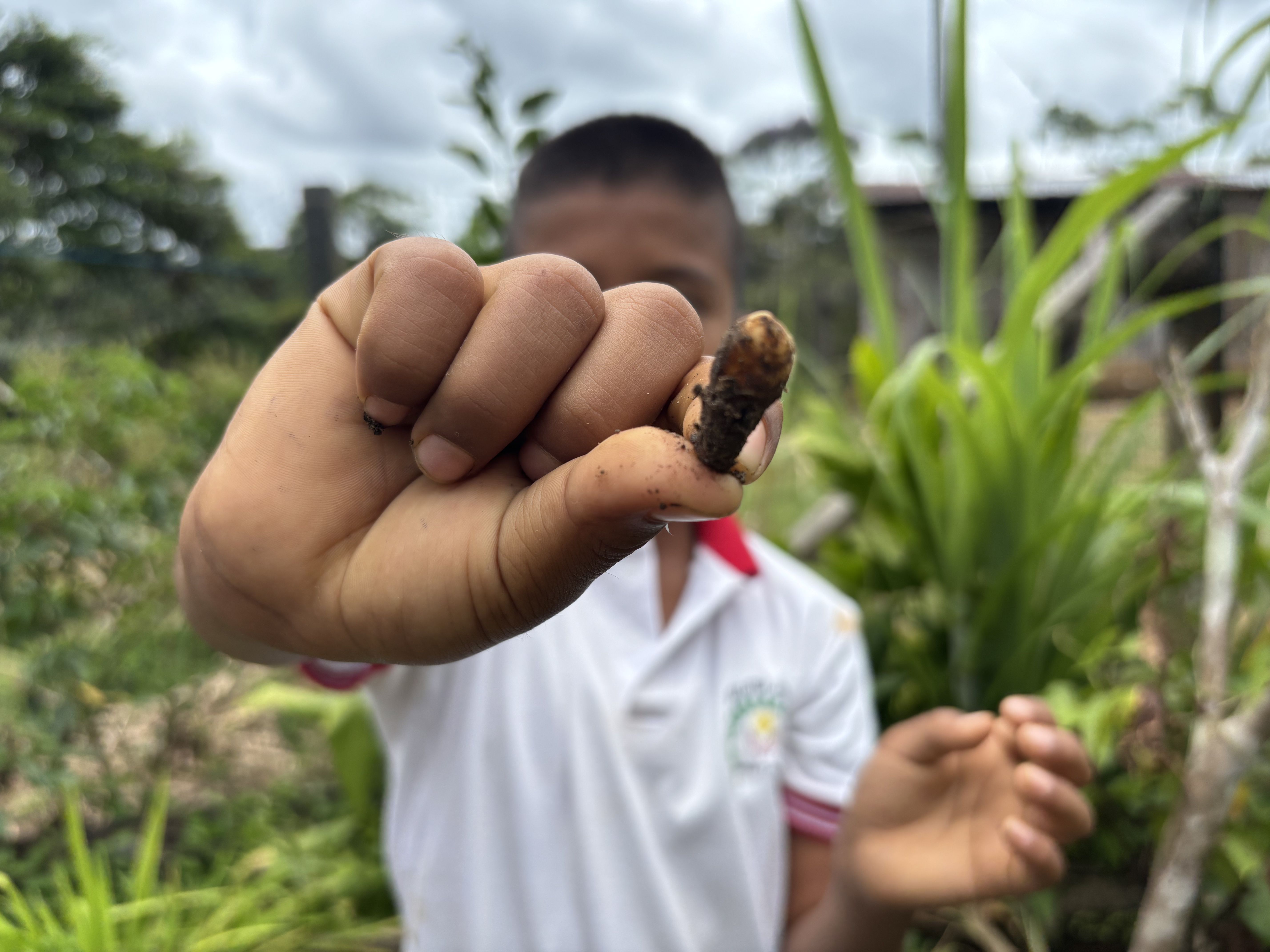 Las restricciones por las minas interrumpieron el conocimiento propio. Los niños tratan de retomar los saberes ancestrales a través del cultivo de plantas medicinales. Acá uno sostiene un fruto de cúrcuma.