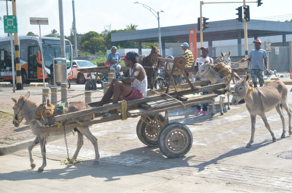 En Cartagena: 57 caballos y burros de carga comienzan una nueva vida