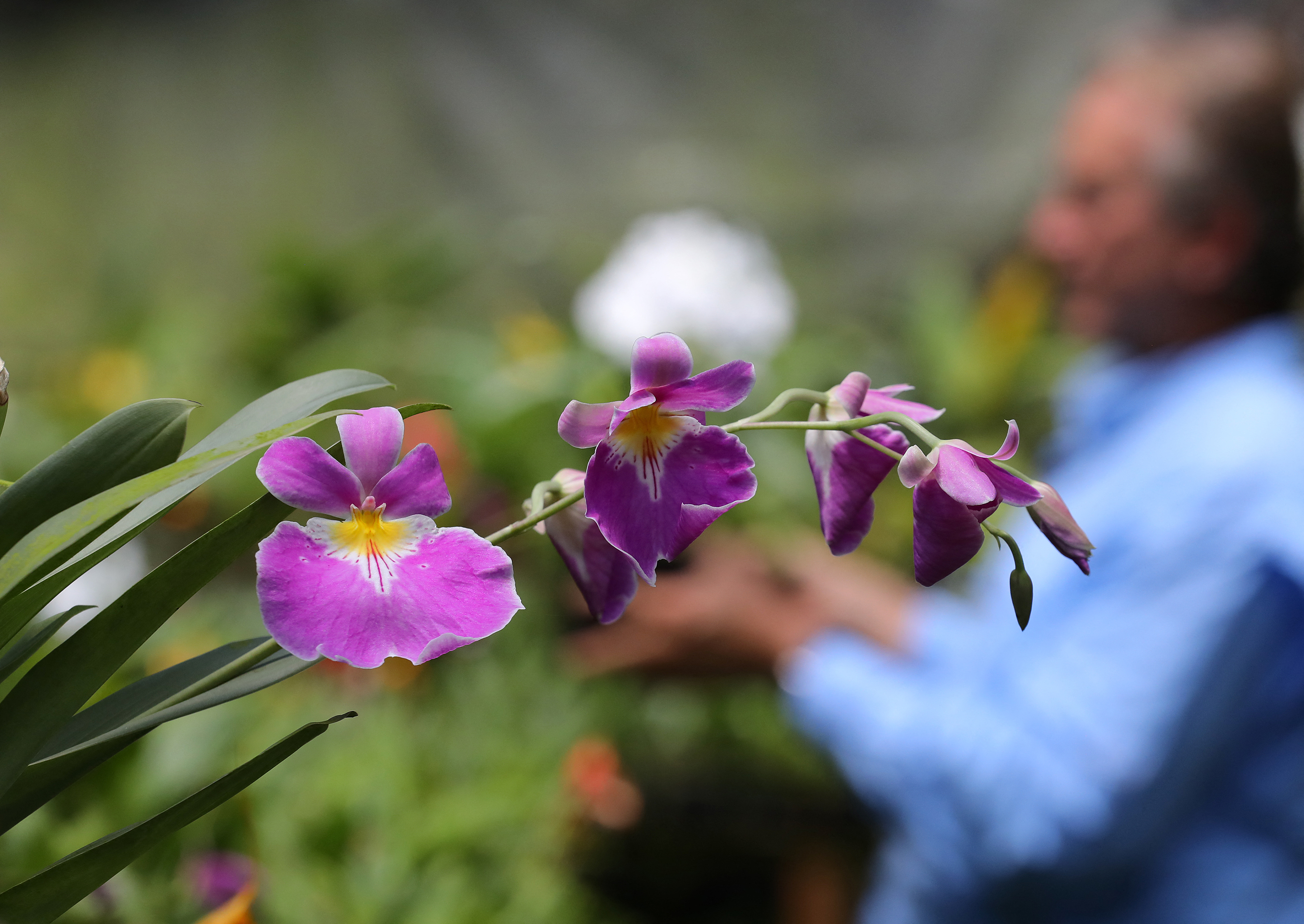 Orquídeas de Daniel Piedrahíta