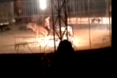 Un tigre mató a su domador durante función de circo