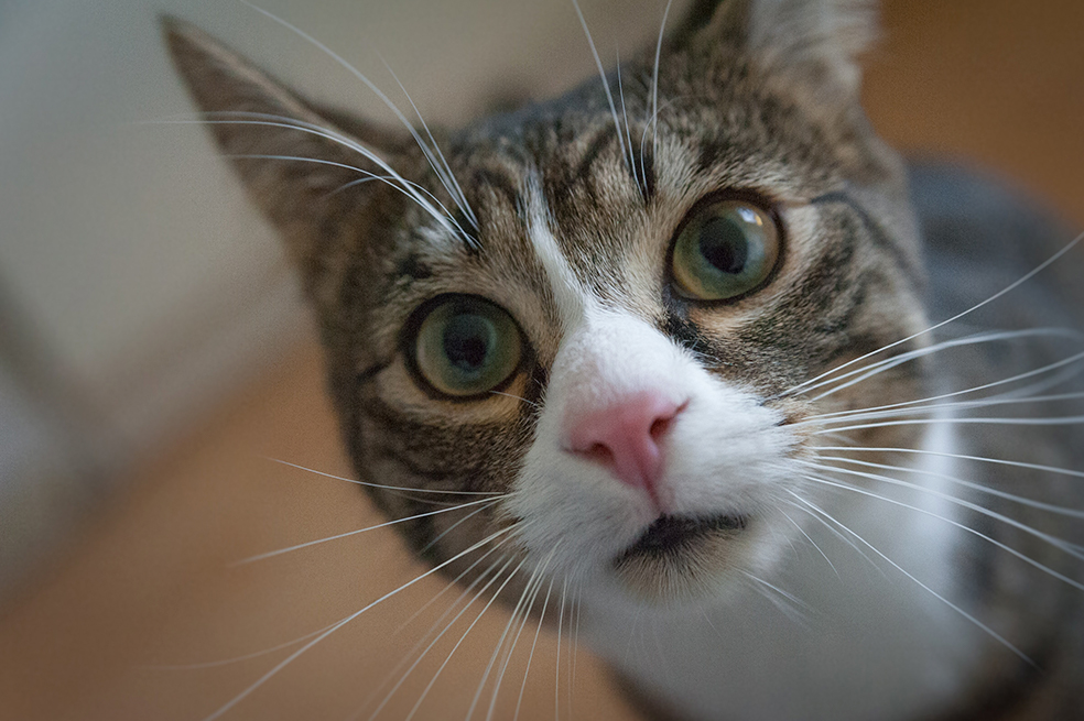 Rascadores para gatos: un aliado a la hora de buscar el bienestar de tu mascota