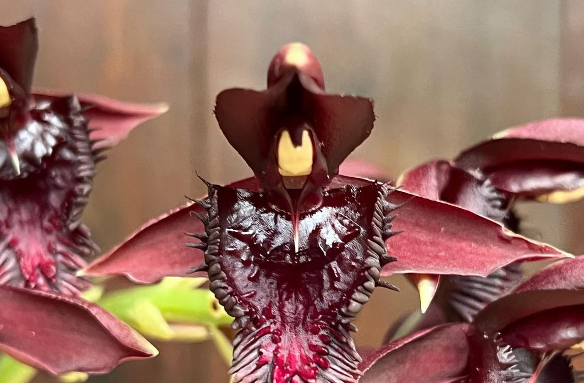 La Cycnoches cooperi se distingue, en primer lugar, por sus flores, las cuales presentan una morfología similar a la de un cisne en vuelo, de ahí su apodo de "orquídea cisne".