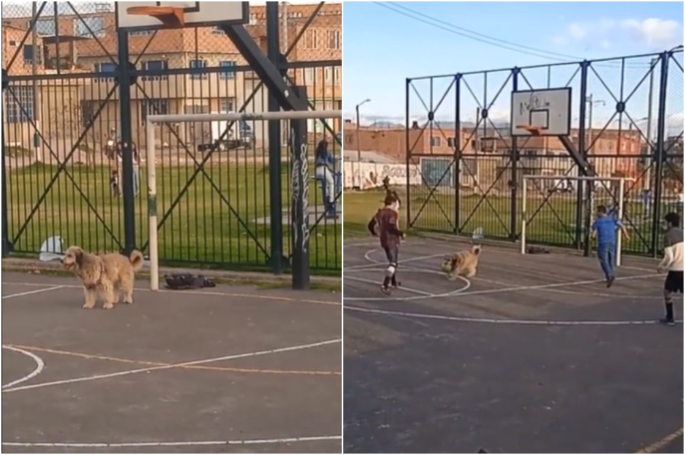 ¡Ni un solo gol! El video del perro arquero que causa sensación en redes sociales