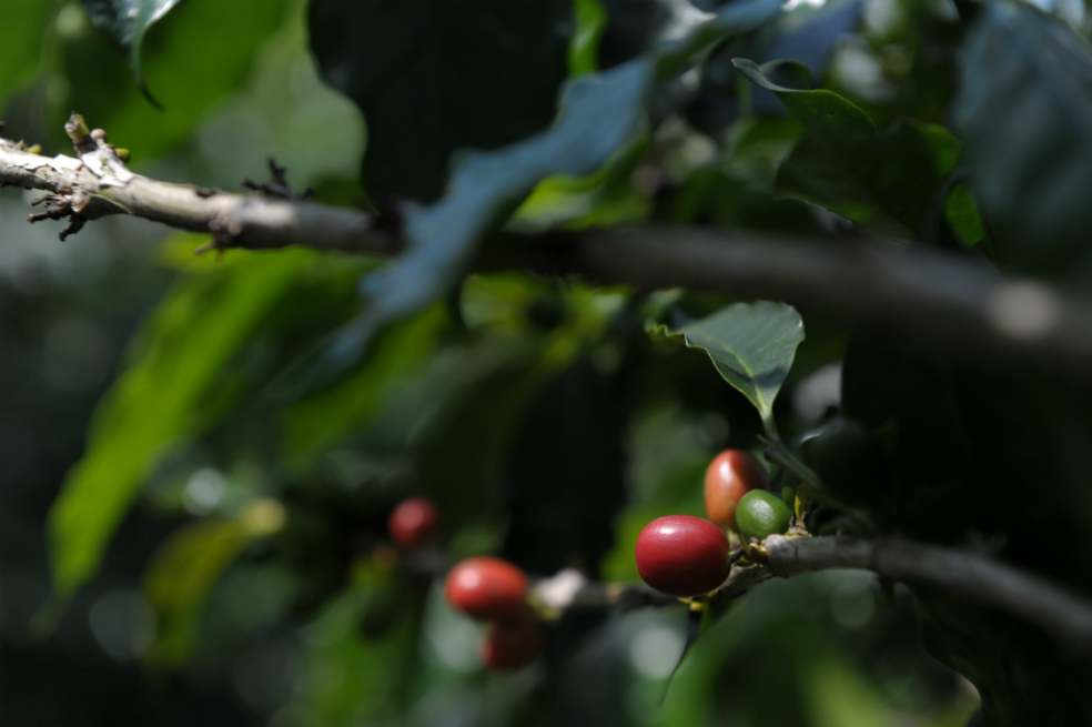 ¿Pagaría US$50 por una taza de café que viene del espacio?