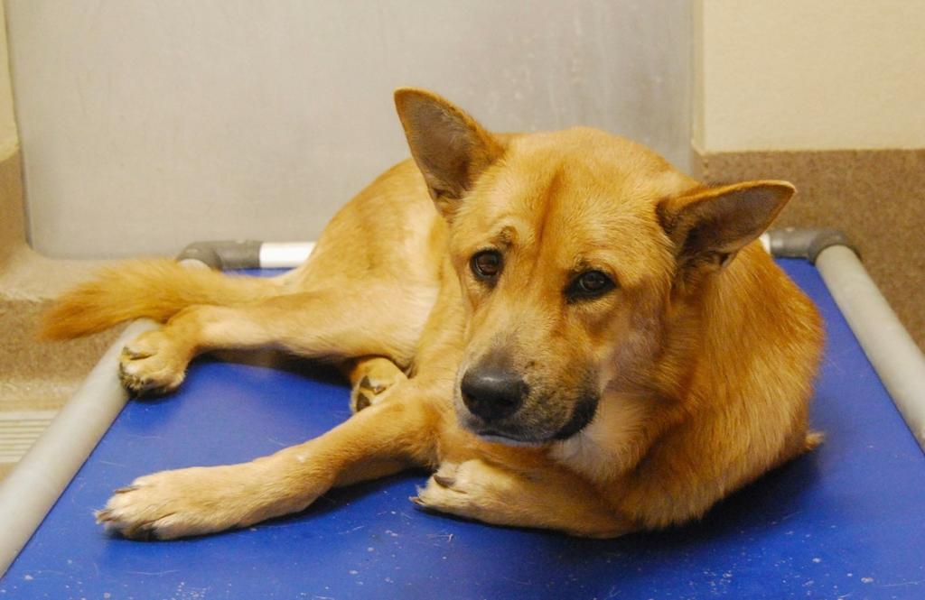 Más de 100 perros de un refugio fueron sacrificados, ¿qué pasó?
