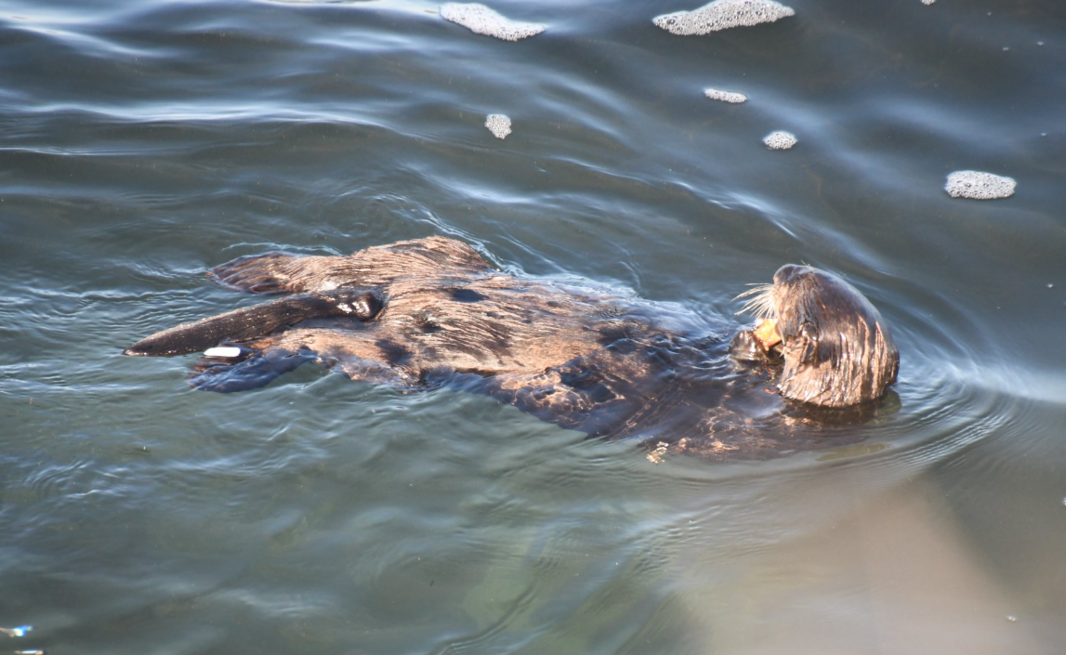 Graban nutria marina que roba la tabla de surfistas en las playas de California