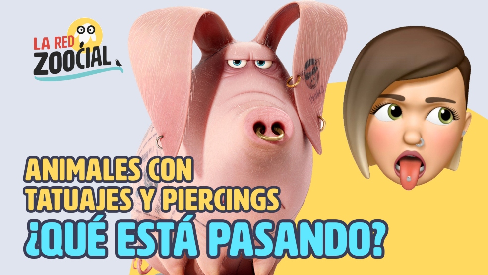 Tatuajes y piercings para  mascotas, ¿moda o maltrato animal?