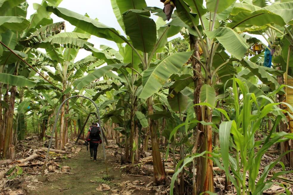 En fotos: los esfuerzos de Colombia para lidiar con el hongo del banano