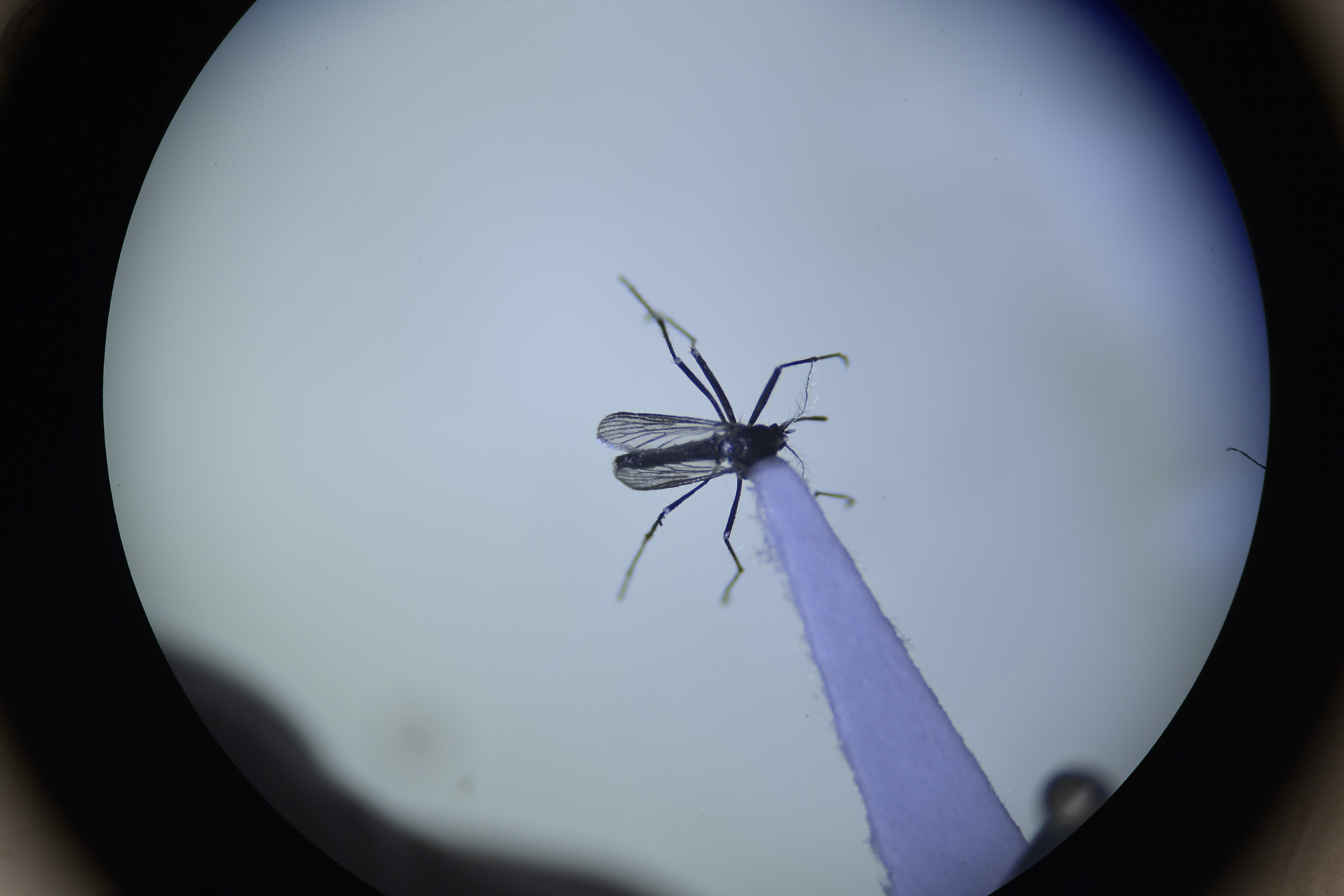 Los mosquitos llegaron a Islandia, el único país donde no se habían visto antes