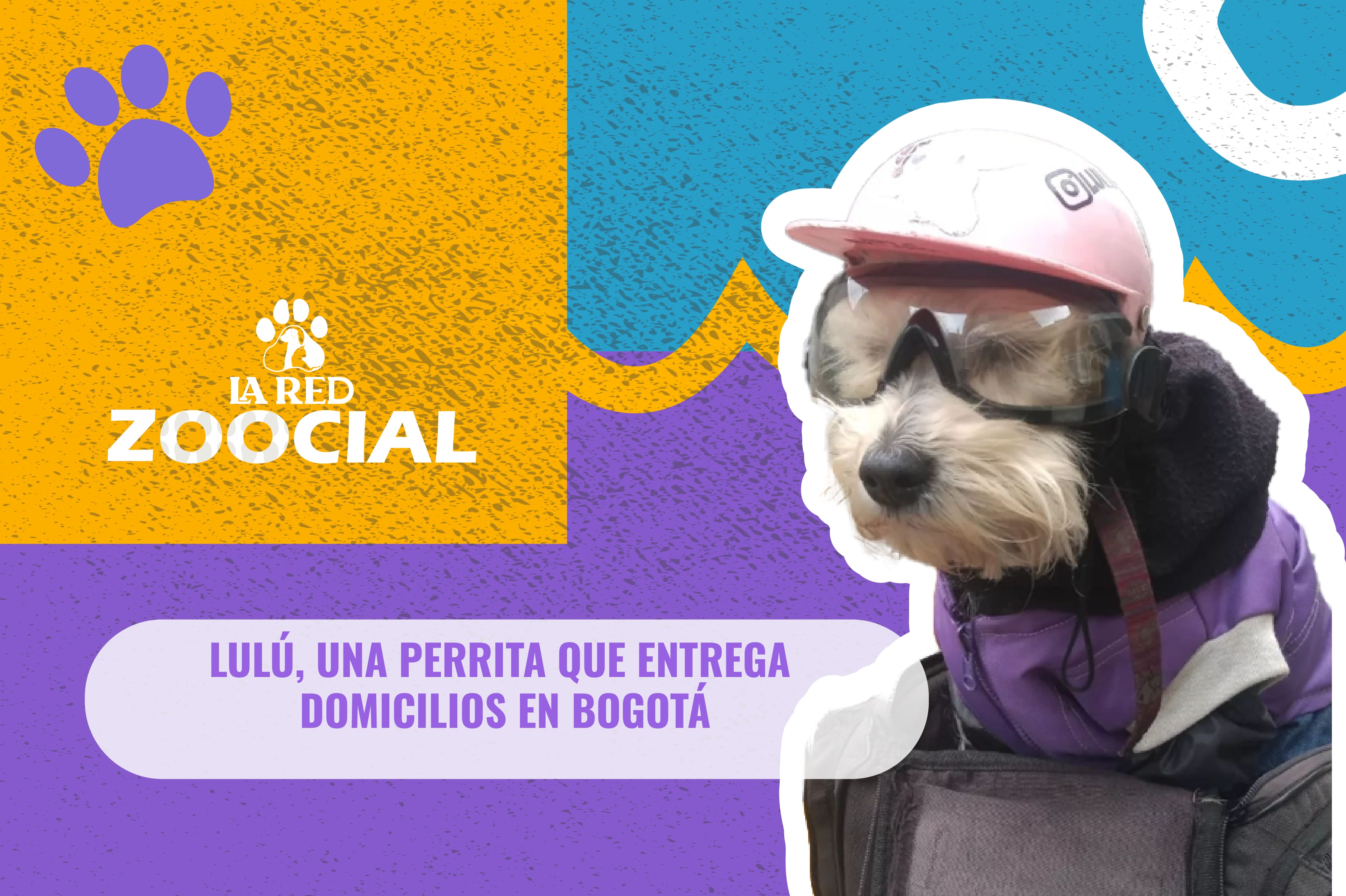 (Video) Lulú, la perrita que entrega domicilios en Bogotá