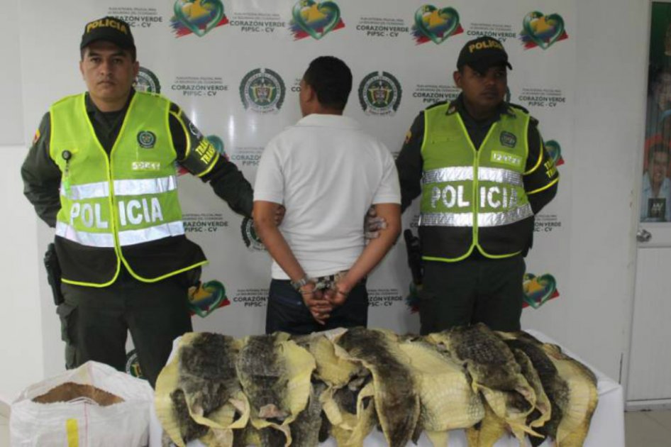 Incautan 17 pieles de babilla en vía Barranquilla – Cartagena