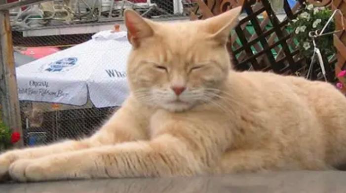 Stubbs, el gato que llegó a ser alcalde de un pueblo en Estados Unidos