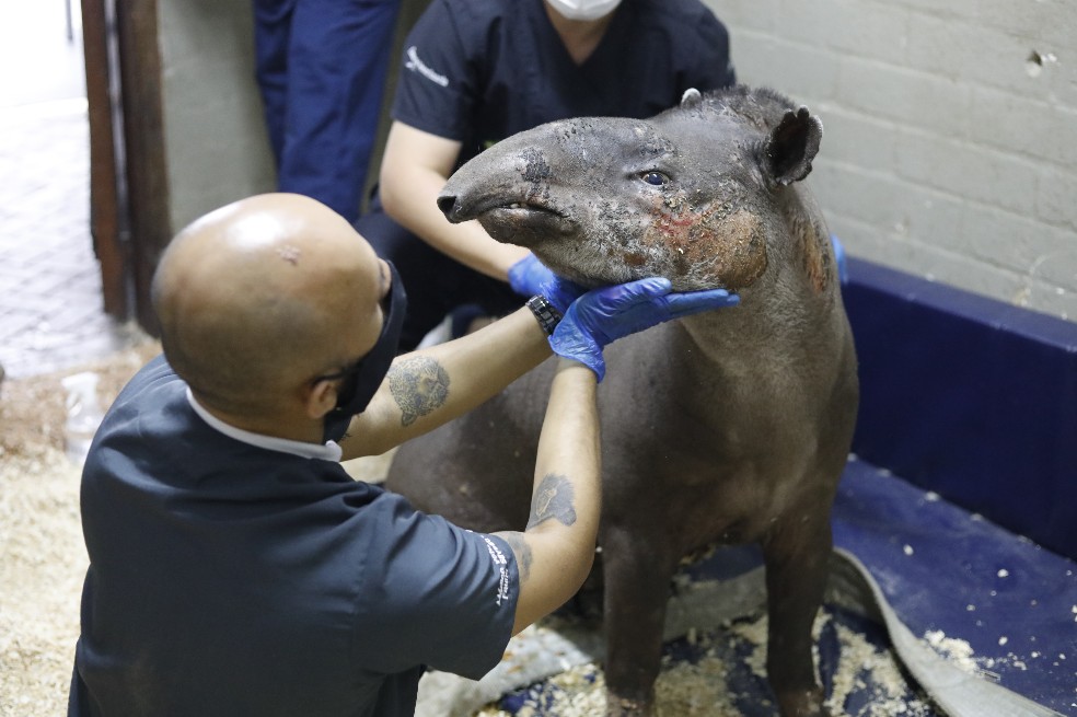 La danta también presentaba laceraciones en su cuerpo y una luxación de rodilla derecha, pues vivía en cautiverio.